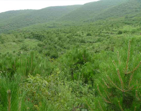 華池縣九窯口至南梁面山造林綠化工程一標段